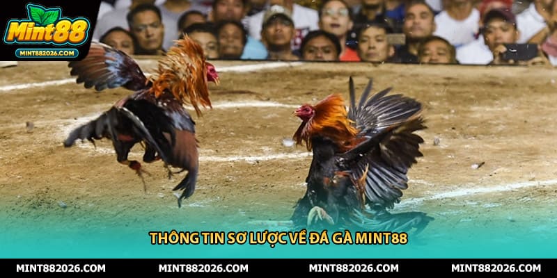 Thông tin sơ lược về đá gà Mint88